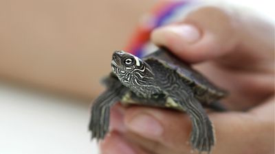 Salmonella linked to turtles sickens 26 and leads to 9 hospitalizations, CDC warns
