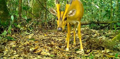 Leakage or spillover? Conservation parks boost biodiversity outside them – but there's a catch, new study shows