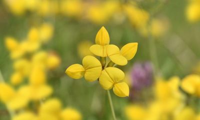 Country diary: It’s a pause between seasons as the skylarks fall silent