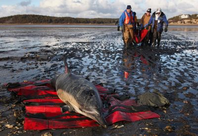 Cape Cod strands more dolphins than anywhere else. Now they're getting their own hospital