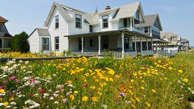 'Don't wait until next year!' The best time to plant wildflower seeds might surprise you – hint: it's soon