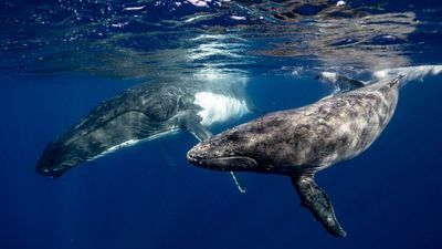 Research Reveals Whales’ Unique Fishing Tactics