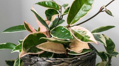 How to propagate hoya – for more of these flowering houseplants