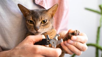 Does your cat hate having their nails trimmed? Try this behaviorist’s three tips for a stress-free clipping session