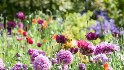 When to deadhead perennials and annuals – the trick to encourage new spring blooms for next year