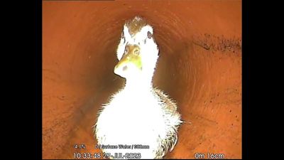 Sewer workers ‘quack’ case of blocked pipe as cute duck found roaming underground