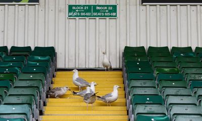 Pirates of the crammed bin: why seagulls are here to stay in British towns and cities