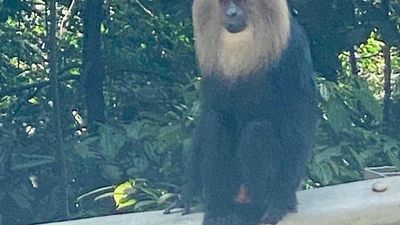 Conservationists call for study after rare spotting of lion-tailed macaques in Nadugani