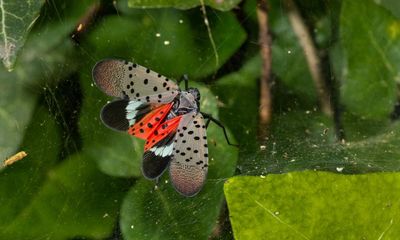 The US’s war on spotted lanternflies might be having an effect