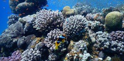 How do coral reefs thrive in parts of the ocean that are low in nutrients? By eating their algal companions