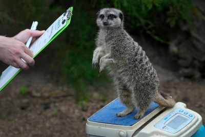 London Zoo's animals, from tarantulas to tigers, get their annual weigh-in