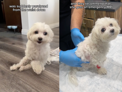 Dog owner documents rescued maltese’s ‘journey to walking again’ after she was suddenly paralysed