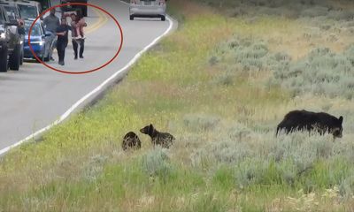 Watch: Yellowstone tourists sprint toward bears, spooking them