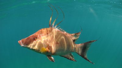 Color-changing hogfish use their skin to 'see' themselves — even after they're dead