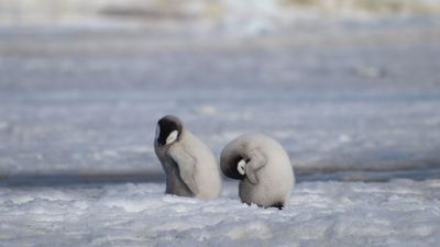 Mass die-off strikes endangered emperor penguin chicks across 4 of 5 West Antarctica colonies