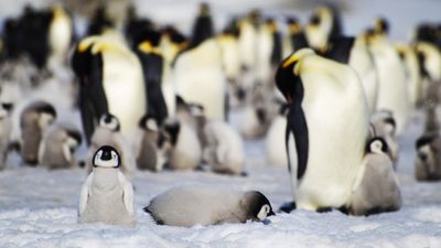 Satellites reveal catastrophic year for emperor penguins amid climate crisis in Antarctica (photos)