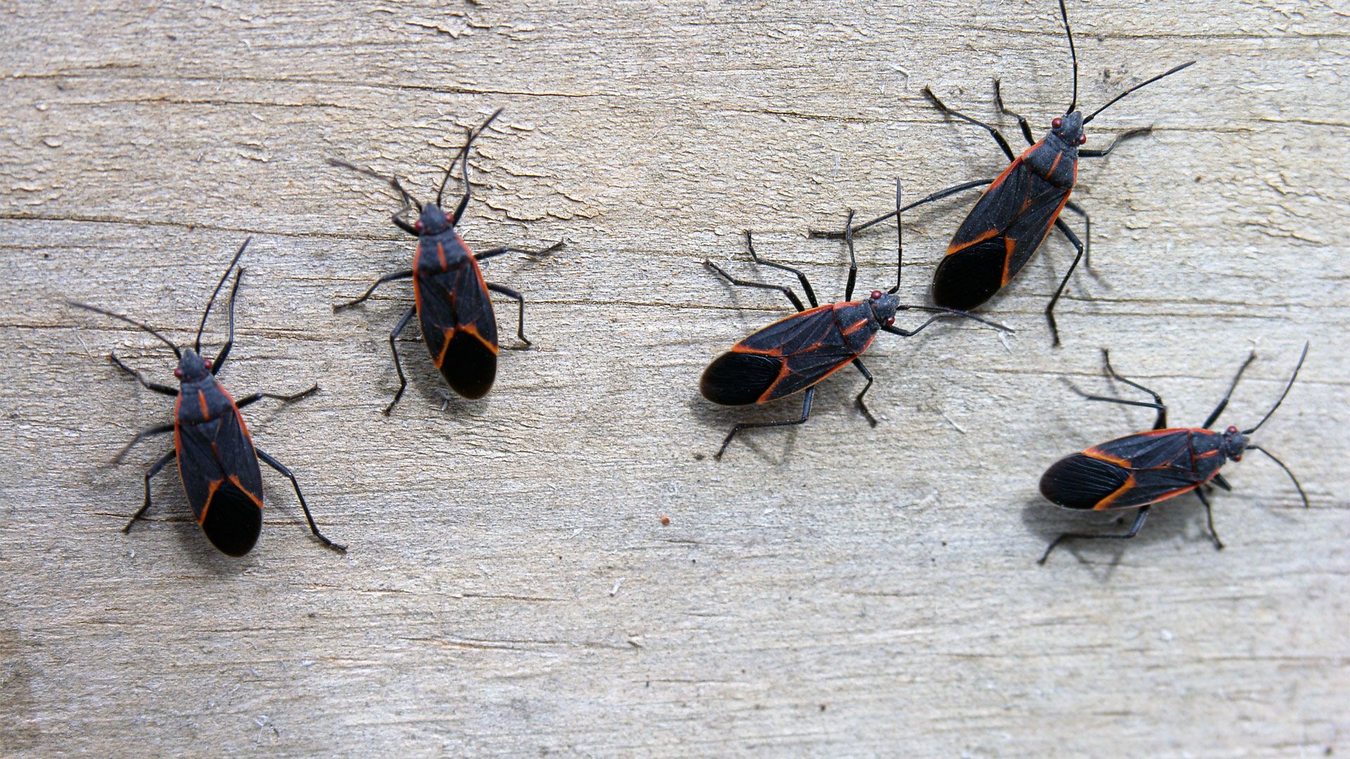 how-to-get-rid-of-boxelder-bugs-from-your-home