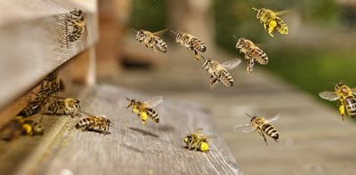 How bees can monitor pollution for us – everything from toxic metals to antimicrobial resistance