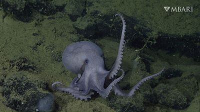 Largest known gathering of octopuses discovered off California