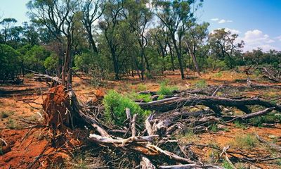 Australia’s environment must be given legal priority over land-clearing and logging to survive, Ken Henry says