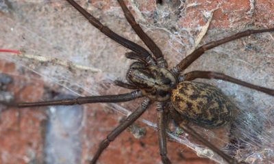 Country diary: Spiders are preparing for their autumn invasion