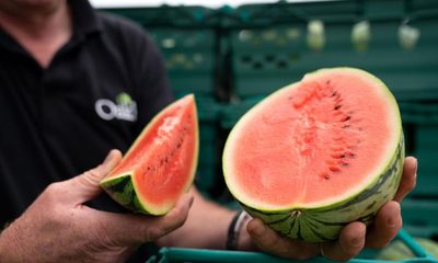 Summer slice: UK gets a taste for homegrown watermelons despite rain