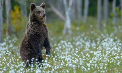 Eight Bears by Gloria Dickie review – the grizzly truth