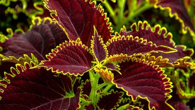 How to propagate coleus – tips to grow new plants from cuttings or seed