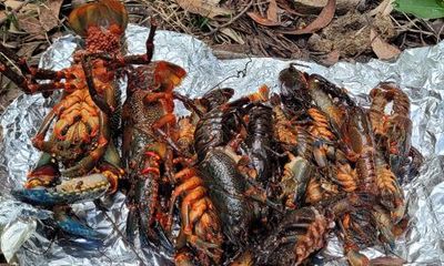 Death of 1,000 crayfish in Blue Mountains under investigation by EPA