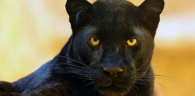 Are big cats prowling the UK? What science tells us