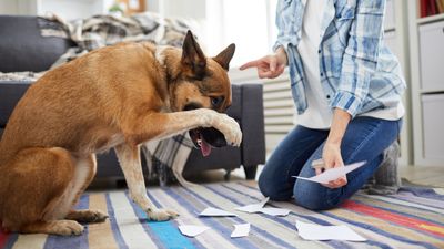 Are you expecting too much from your dog? Trainer reveals eight things you need to let go of