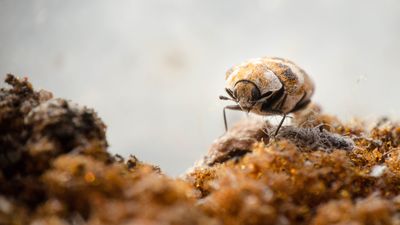 9 ways to get rid of carpet beetles with or without chemicals