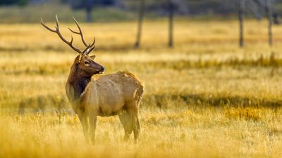 Yellowstone photographer risks life for blurry photos of elk's butt