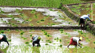 Dry spell in Karnataka decreases sowing coverage of paddy, ragi, tur dal, green gram, cotton