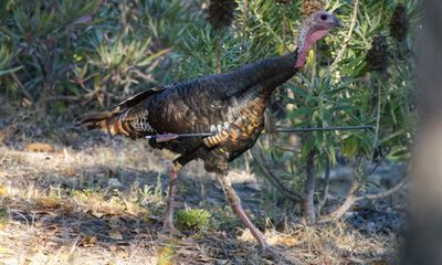 An arrow to the chest? This wild turkey is unruffled