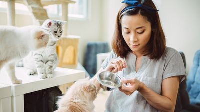 How to keep the peace in a multi-cat household