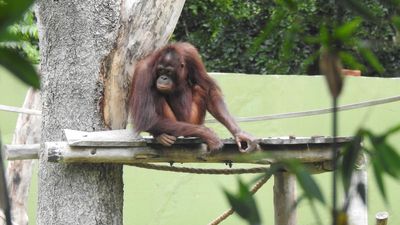 New enclosure for orangutans in Mysuru zoo inaugurated
