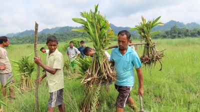 Catering to an elephant’s diet to prevent conflicts with humans in Assam