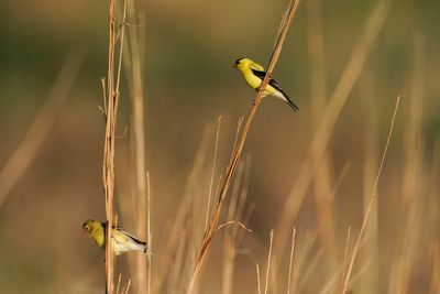 North American grassland birds in peril, spurring all-out effort to save birds and their habitat