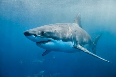 Surfer fights off great white shark after it ‘bit his leg off’