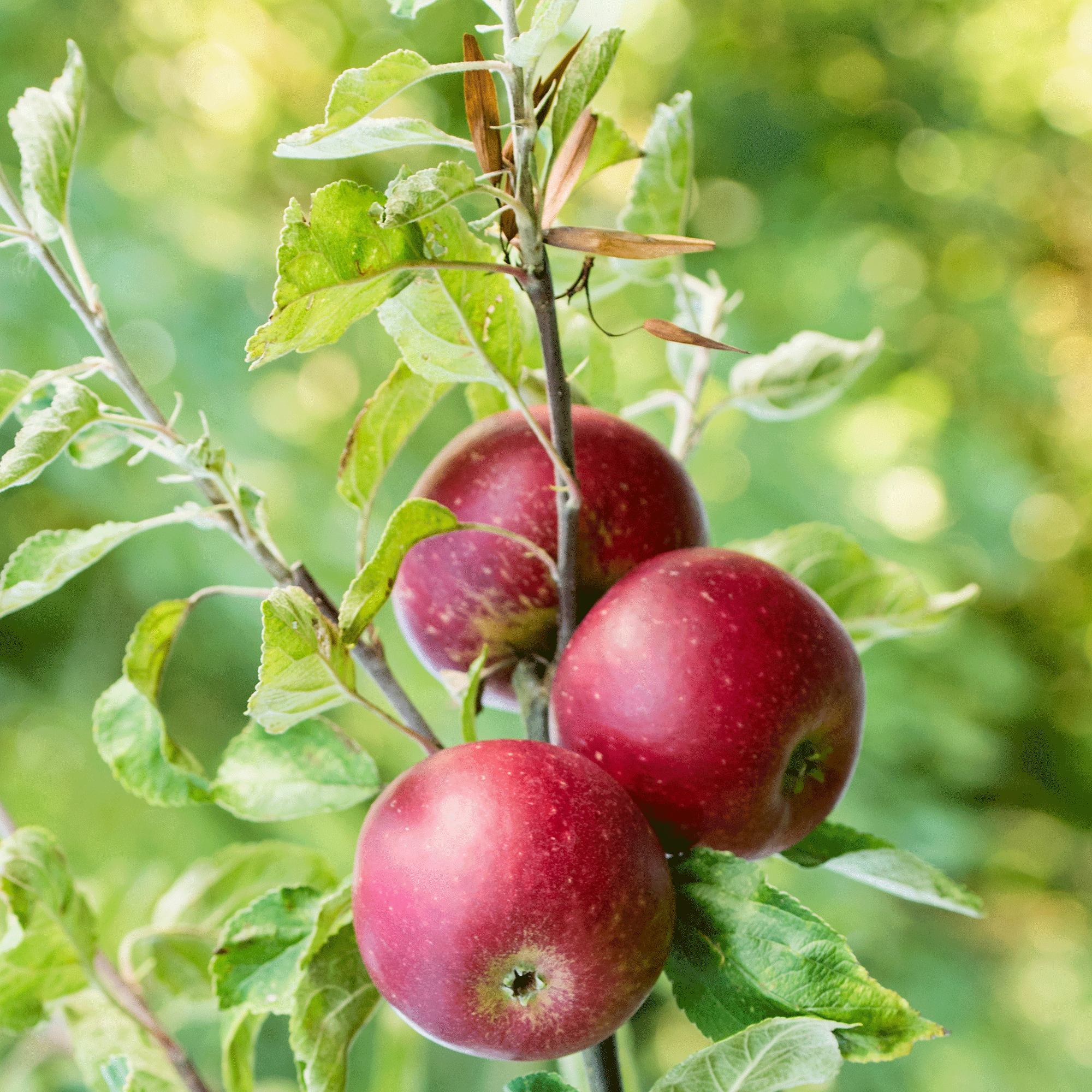 How to prune apple trees - Garden expert reveals the best tricks for having apples on tap year after year