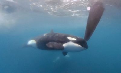Orcas accused of attacking boats may be ‘following fad’, scientists say