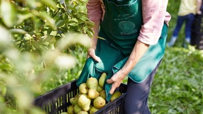 When to harvest pears – expert advice on spotting signs of readiness, not ripeness