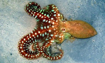 What links octopuses and grain crops? The Saturday quiz