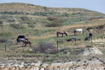 Beloved wild horses that roam Theodore Roosevelt National Park may be removed. Many oppose the plan