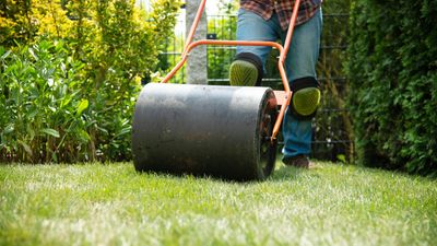 Should you roll your lawn? Here’s what the experts think