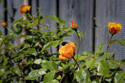 When to cut back roses - deadheading advice from gardening pros for better blooms year on year