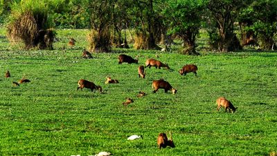 Kaziranga to get its first woman director