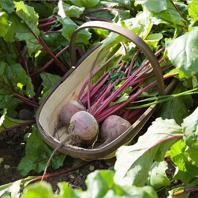 What vegetables grow in winter? Get ready to grow a bumper crop for your Christmas dinner