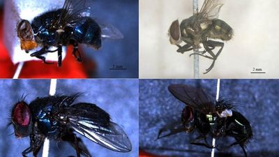 Study on lifecycle of blow flies helps to estimate time since death